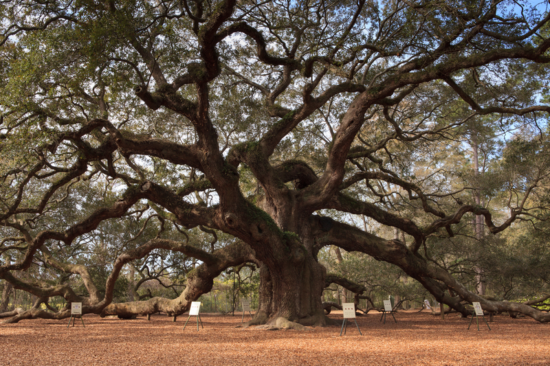 ai tree of thought prompt